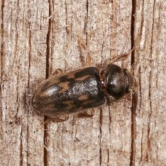 Heterocerus sp. (genus) at Melba, ACT - 16 Nov 2020