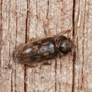 Heterocerus sp. (genus) at Melba, ACT - 16 Nov 2020 09:24 PM