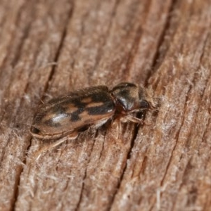 Heterocerus sp. (genus) at Melba, ACT - 16 Nov 2020