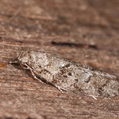 Philobota philostaura (A Concealer moth (Philobota group)) at Melba, ACT - 16 Nov 2020 by kasiaaus