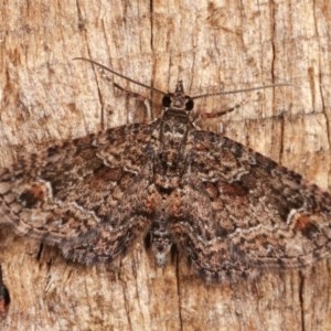 Chloroclystis filata at Melba, ACT - 16 Nov 2020