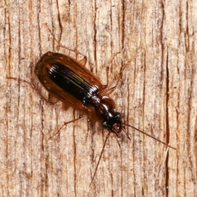 Carabidae sp. (family) (A ground beetle) at Melba, ACT - 16 Nov 2020 by kasiaaus