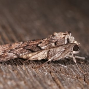 Dysbatus undescribed species at Melba, ACT - 16 Nov 2020