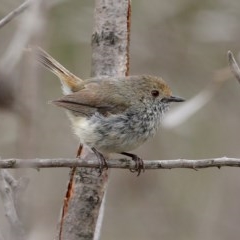 Acanthiza pusilla (Brown Thornbill) at Bundanoon, NSW - 12 Dec 2020 by Snowflake