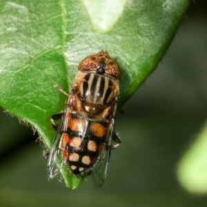 Eristalinus punctulatus at Melba, ACT - 16 Nov 2020