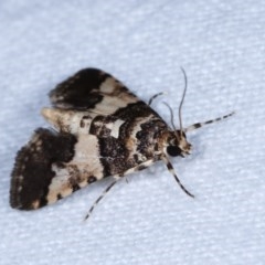 Orthaga sp near seminivea at Melba, ACT - 16 Nov 2020 09:54 PM