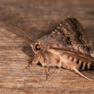 Eudesmeola lawsoni at Melba, ACT - 16 Nov 2020 11:49 PM