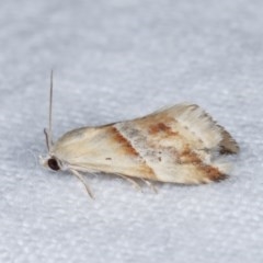 Eublemma inconspicua at Melba, ACT - 16 Nov 2020