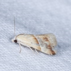 Eublemma inconspicua at Melba, ACT - 16 Nov 2020