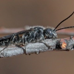 Tiphiidae (family) (Unidentified Smooth flower wasp) at O'Connor, ACT - 11 Dec 2020 by ConBoekel