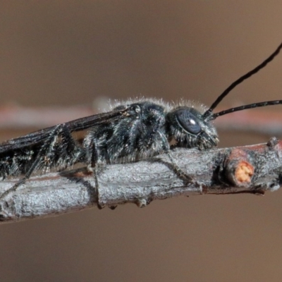 Tiphiidae (family) (Unidentified Smooth flower wasp) at O'Connor, ACT - 11 Dec 2020 by ConBoekel