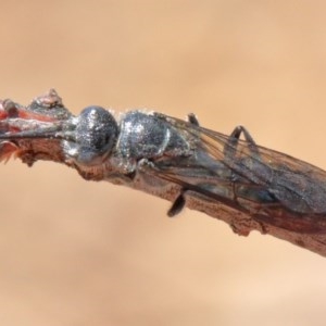 Tiphiidae (family) at O'Connor, ACT - 11 Dec 2020