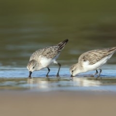 Calidris ruficollis (Red-necked Stint) at Tathra, NSW - 9 Dec 2020 by Leo
