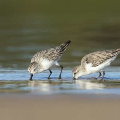 Calidris ruficollis (Red-necked Stint) at Tathra, NSW - 9 Dec 2020 by Leo