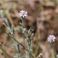 Vittadinia gracilis (New Holland Daisy) at O'Connor, ACT - 11 Dec 2020 by ConBoekel