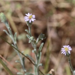 Vittadinia gracilis at O'Connor, ACT - 11 Dec 2020