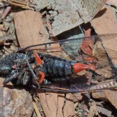 Yoyetta denisoni (Black Firetail Cicada) at O'Connor, ACT - 11 Dec 2020 by ConBoekel
