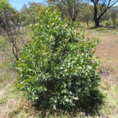 Eucalyptus sp. (A Gum Tree) at Mount Clear, ACT - 11 Dec 2020 by Christine