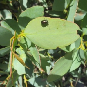 Eucalyptus sp. at Mount Clear, ACT - 11 Dec 2020 12:38 PM