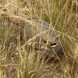 Pogona barbata at Deakin, ACT - suppressed