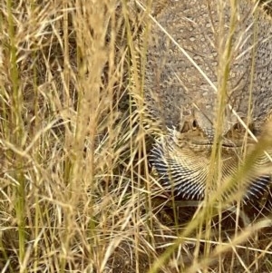 Pogona barbata at Deakin, ACT - suppressed