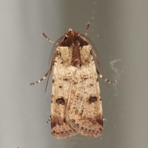 Agrotis porphyricollis at Melba, ACT - 16 Nov 2020