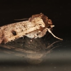 Agrotis porphyricollis at Melba, ACT - 16 Nov 2020