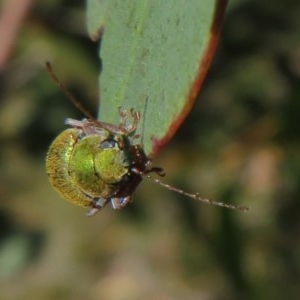 Edusella puberula at Mount Clear, ACT - 11 Dec 2020 12:49 PM