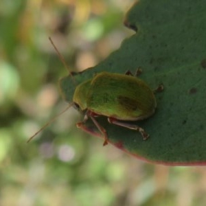 Edusella puberula at Mount Clear, ACT - 11 Dec 2020 12:49 PM