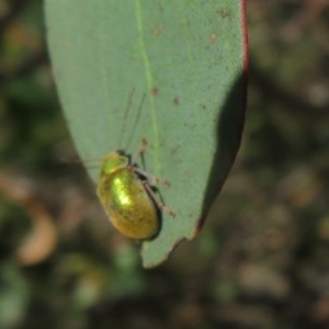 Edusella puberula at Mount Clear, ACT - 11 Dec 2020 12:49 PM