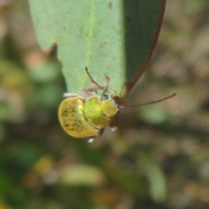 Edusella puberula at Mount Clear, ACT - 11 Dec 2020 12:49 PM