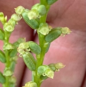 Microtis sp. at Bungendore, NSW - suppressed