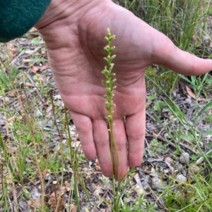 Microtis sp. at Bungendore, NSW - suppressed