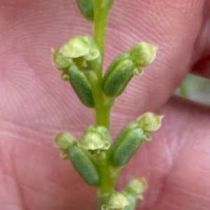 Microtis sp. at Bungendore, NSW - suppressed