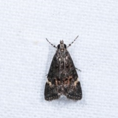 Heliothela ophideresana at Melba, ACT - 16 Nov 2020