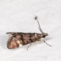 Heliothela ophideresana at Melba, ACT - 16 Nov 2020