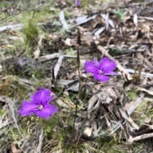 Thysanotus tuberosus subsp. tuberosus at Paddys River, ACT - 12 Dec 2020 11:30 AM