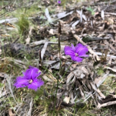 Thysanotus tuberosus subsp. tuberosus (Common Fringe-lily) at Paddys River, ACT - 12 Dec 2020 by Rob1e8