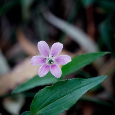 Schelhammera undulata (Lilac Lily) at Bundanoon - 22 Nov 2020 by Boobook38