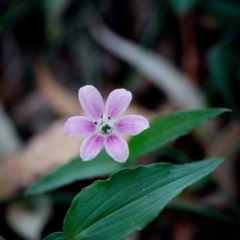 Schelhammera undulata (Lilac Lily) at Bundanoon - 21 Nov 2020 by Boobook38