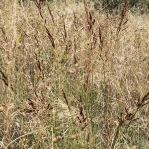 Sorghum leiocladum at Hughes, ACT - 12 Dec 2020