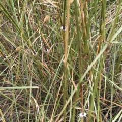 Sorghum leiocladum at Hughes, ACT - 12 Dec 2020