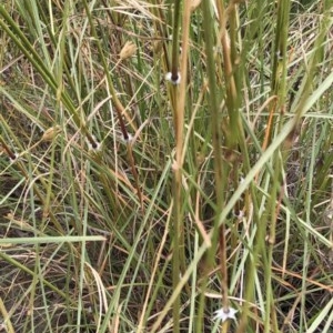 Sorghum leiocladum at Hughes, ACT - 12 Dec 2020