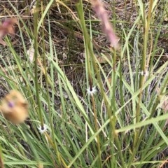 Sorghum leiocladum at Hughes, ACT - 12 Dec 2020