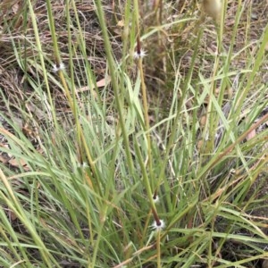 Sorghum leiocladum at Hughes, ACT - 12 Dec 2020 10:04 AM