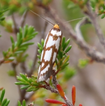 Myrascia trijugella (Wingia Group) at Theodore, ACT - 12 Dec 2020 by owenh
