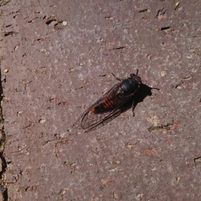 Yoyetta robertsonae (Clicking Ambertail) at Gundaroo, NSW - 9 Dec 2020 by SwalaPark