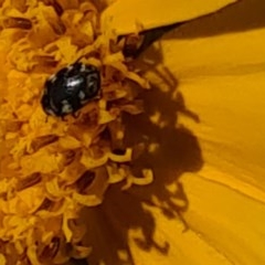 Dermestidae sp. (family) (Dermestid, carpet or hide beetles) at Isaacs, ACT - 14 Nov 2020 by galah681