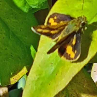 Ocybadistes walkeri (Green Grass-dart) at Isaacs, ACT - 4 Dec 2020 by galah681