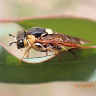 Pseudoperga sp. (genus) (Sawfly, Spitfire) at Majura, ACT - 12 Dec 2020 by FeralGhostbat